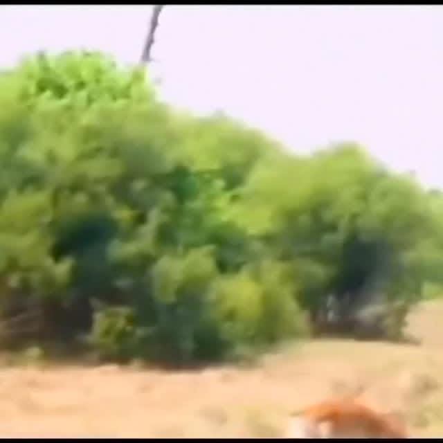  ...wild   'recent posts' 