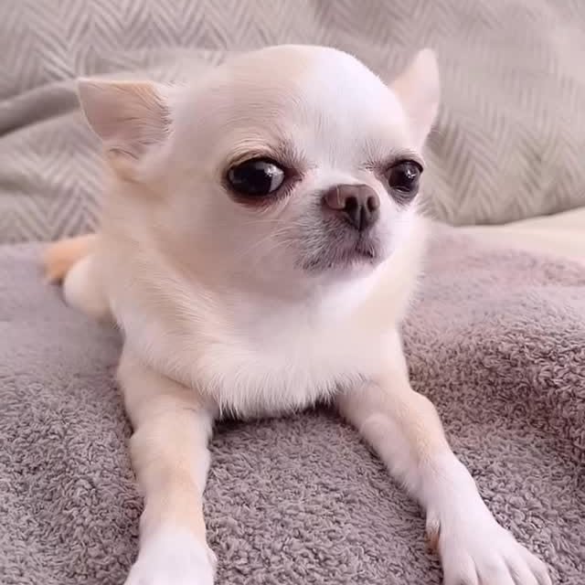  .......uapuppy   'recent posts' 