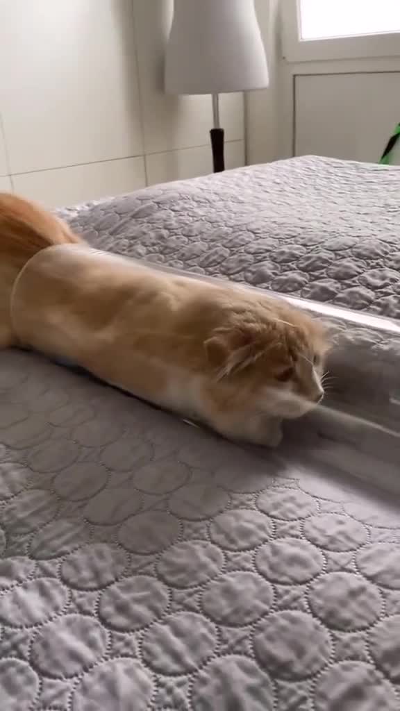  ........Petslife  'recent videos' 