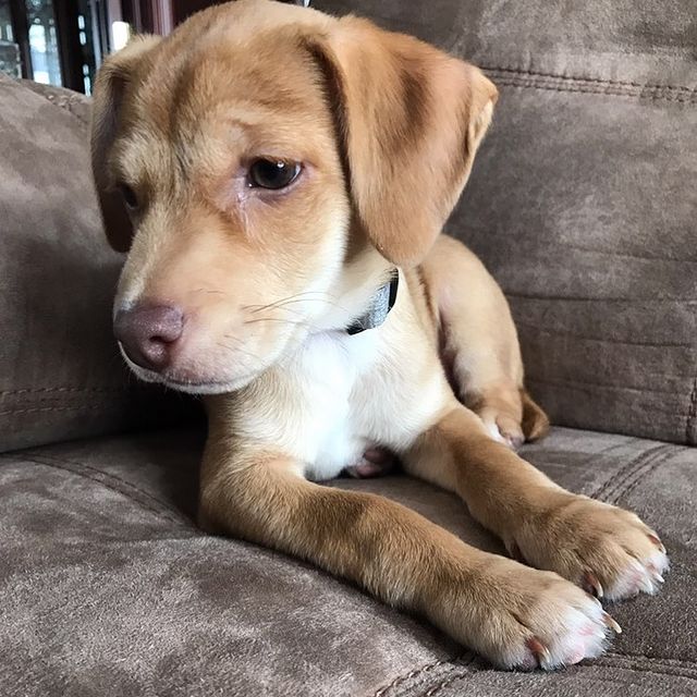  ....puppy   'recent posts' 