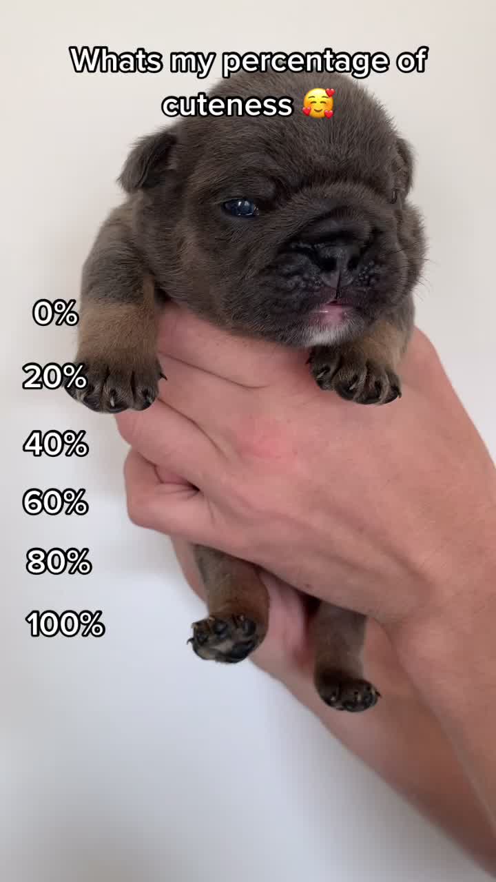  ..........._thebulldogs  'recent videos' 