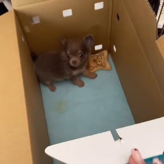  .......uapuppy   'recent posts' 