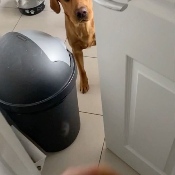  ....ddogs   'recent posts' 