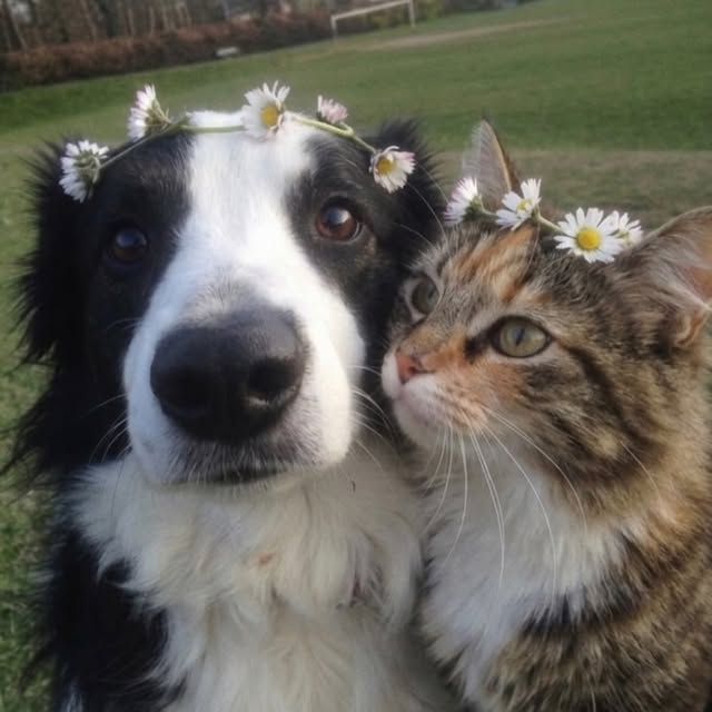  .....pawsz   'recent posts' 