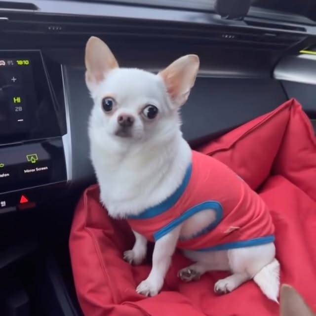  .......uapuppy   'recent posts' 