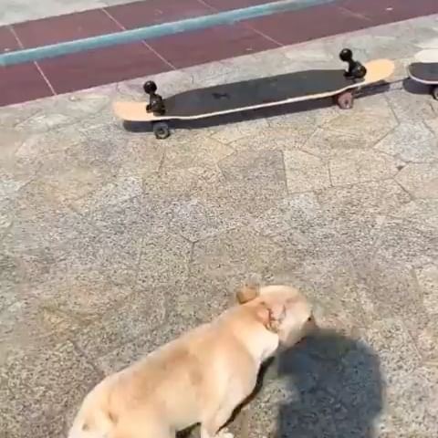  ....ddogs   'recent posts' 