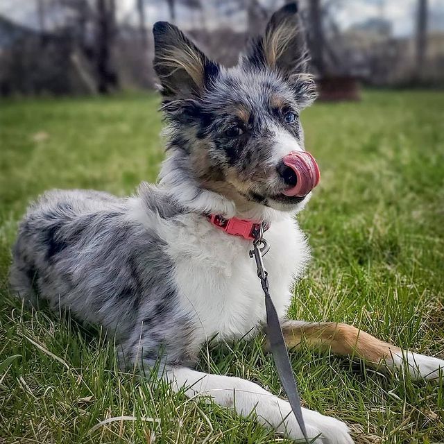  ....puppy   'recent posts' 