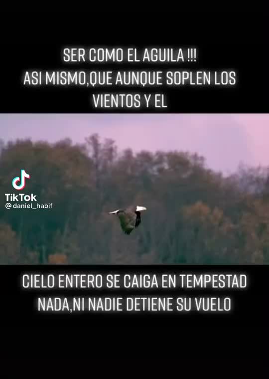  ......habif_f  'recent videos' 
