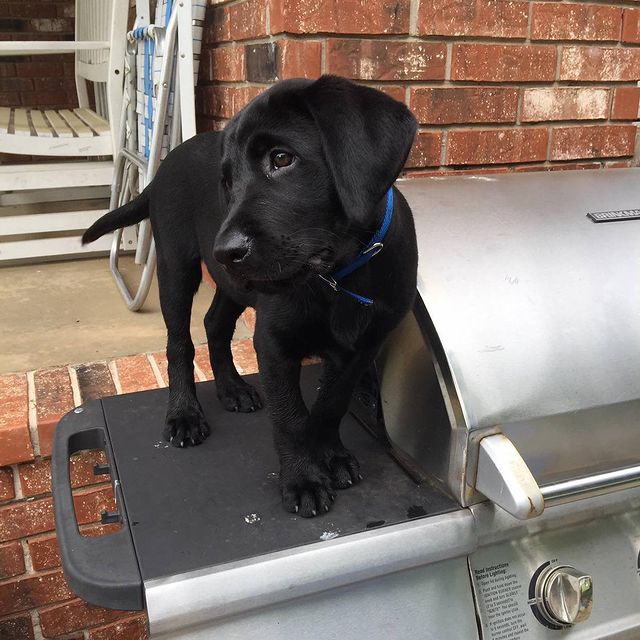  ....puppy   'recent posts' 