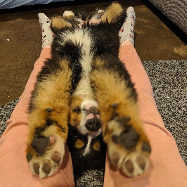  ....puppy   'recent posts' 