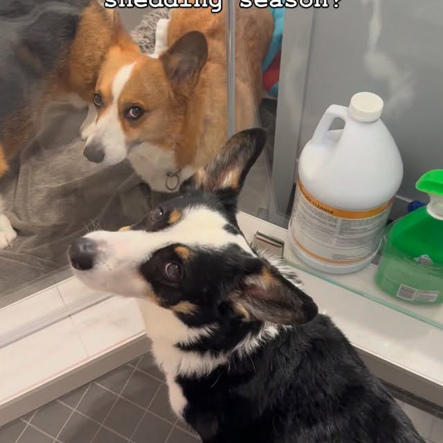  .....corgis   'recent posts' 