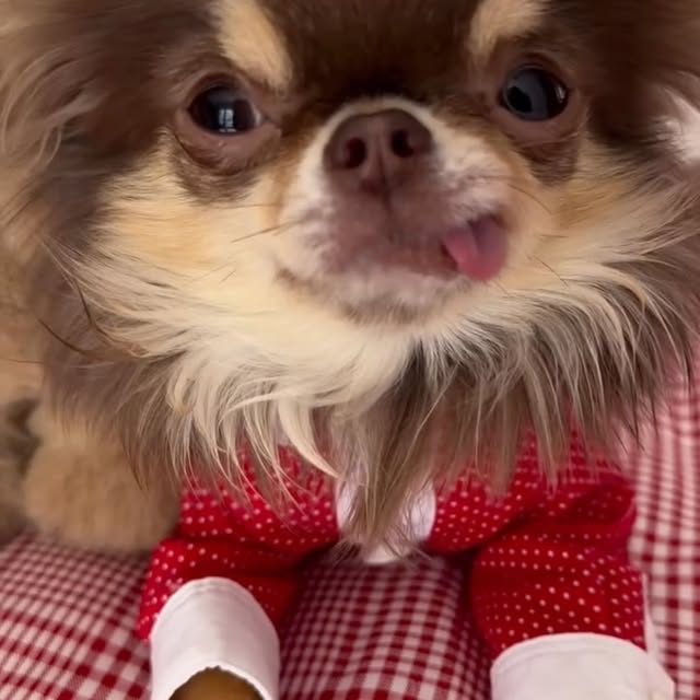 .......uapuppy   'recent posts' 