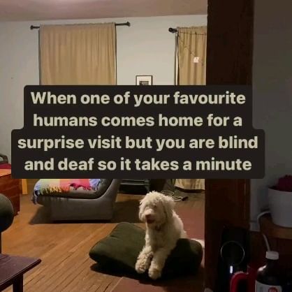  ....sdogs   'recent posts' 