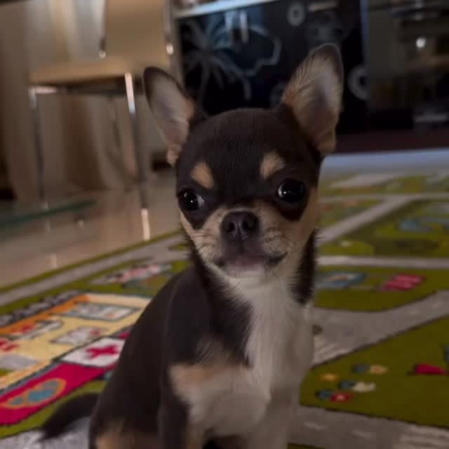  .......uapuppy   'recent posts' 