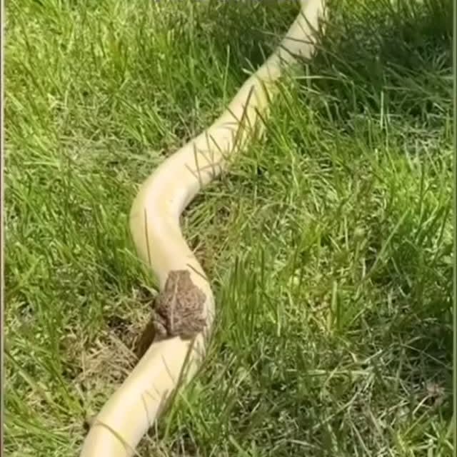  .....edoggo   'recent posts' 