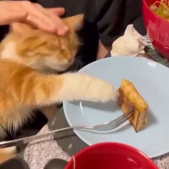  ......ovecats   'recent posts' 