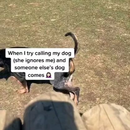  ....sdogs   'recent posts' 