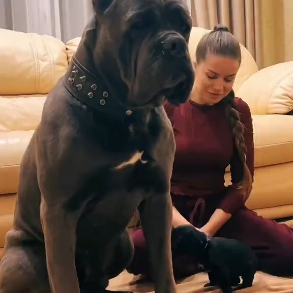  .........pet_world   'recent posts' 