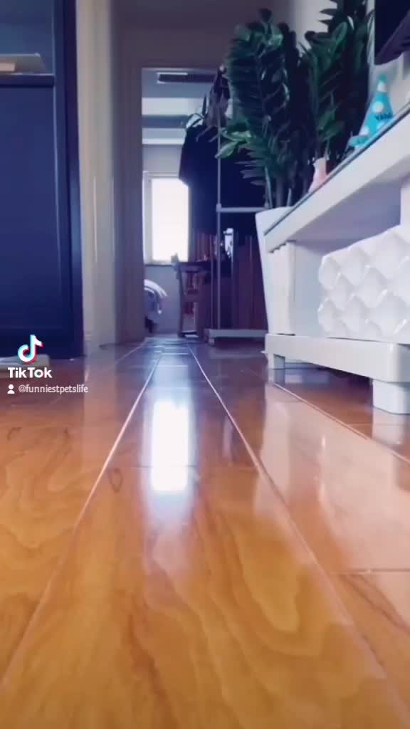  ........Petslife  'recent videos' 