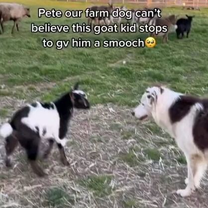  ....sdogs   'recent posts' 