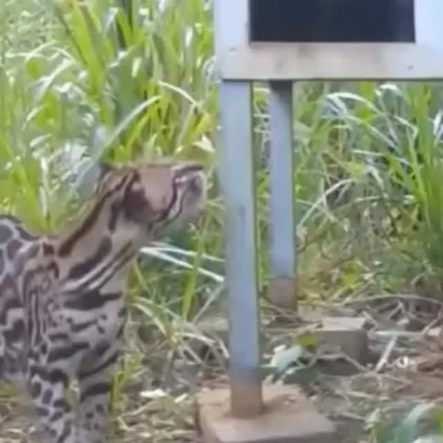  ...wild   'recent posts' 