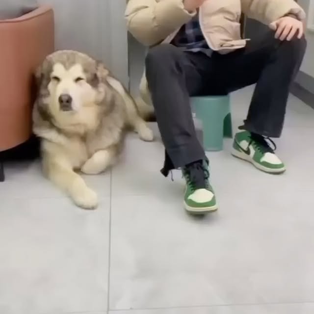  ....dogss   'recent posts' 
