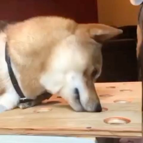  ....ddogs   'recent posts' 