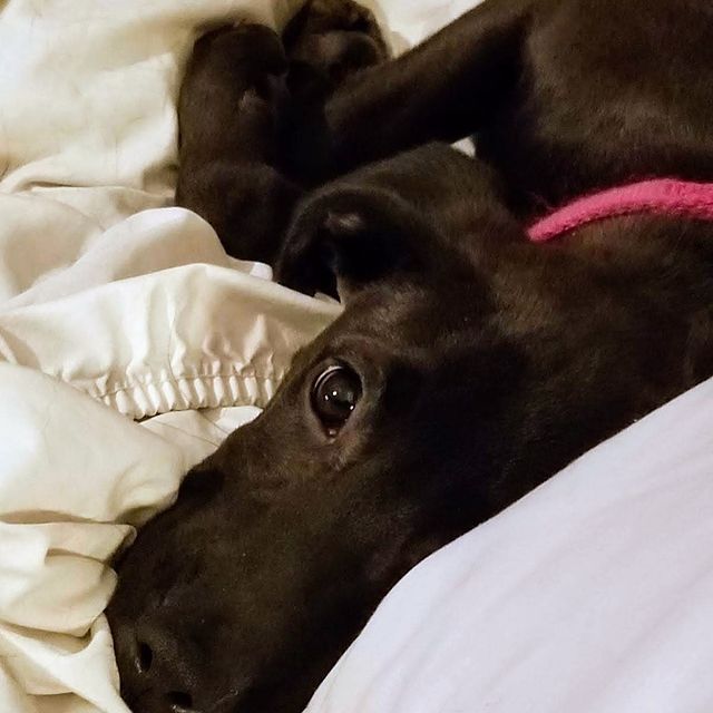  ....puppy   'recent posts' 