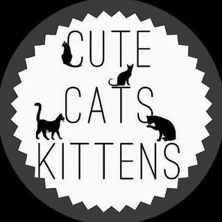 Hire Cats influencer with 236.9k followers on social