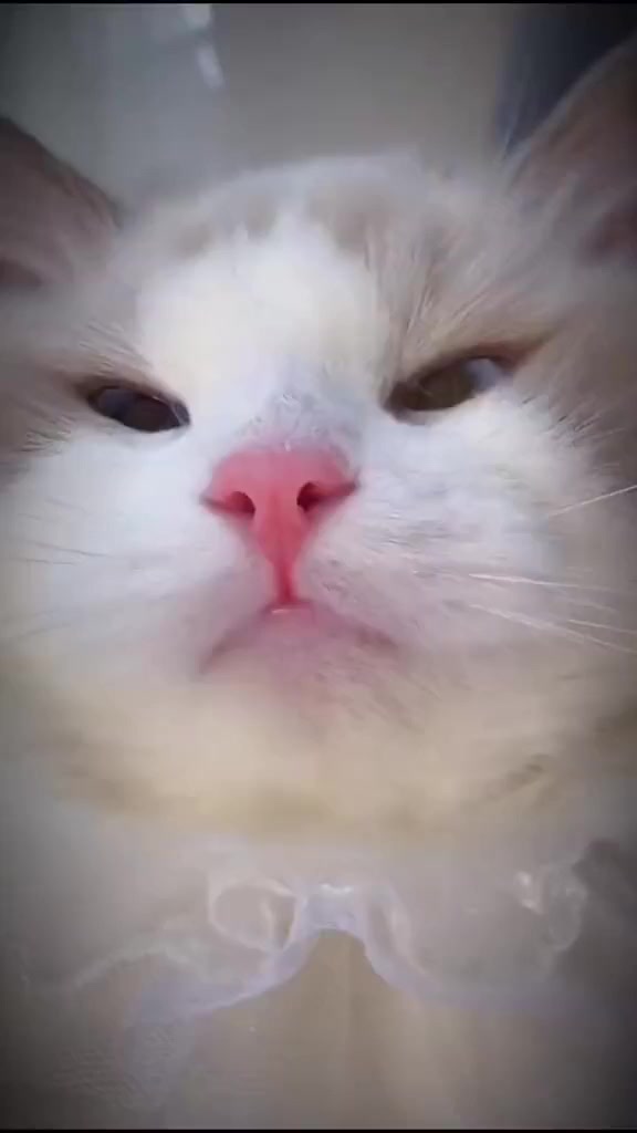  ........Petslife  'recent videos' 