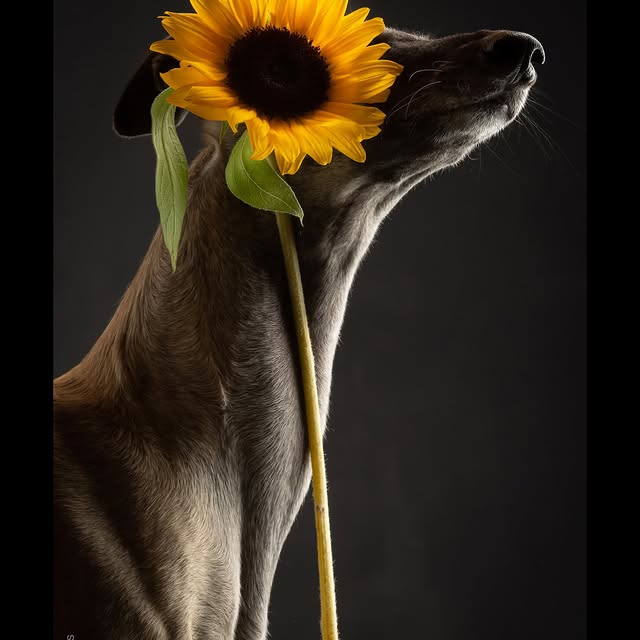  ..........hotography   'recent posts' 
