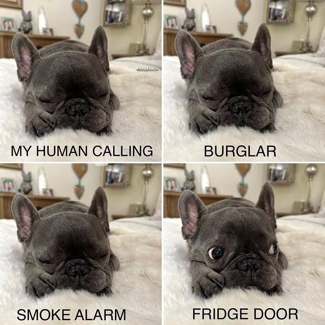  ..........ldog.owners   'recent posts' 