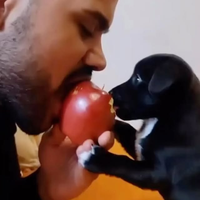  ....dogss   'recent posts' 