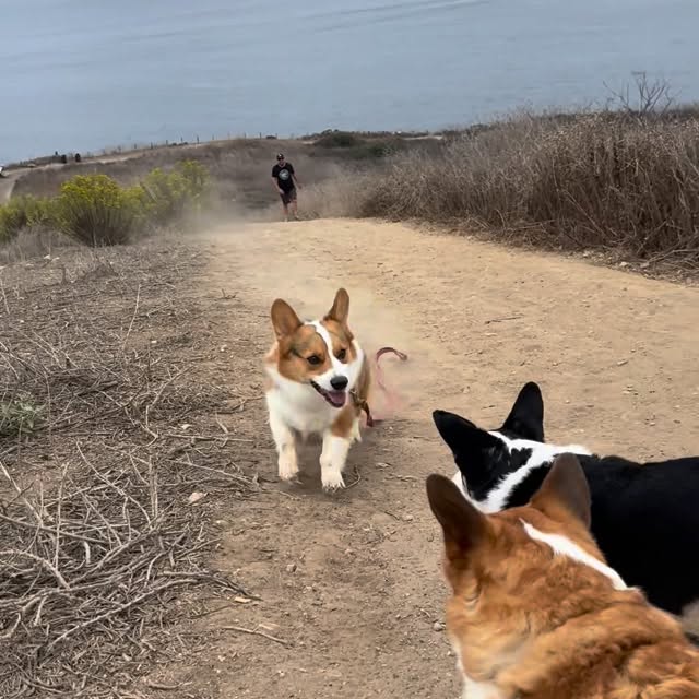  .....corgis   'recent posts' 