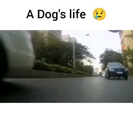  .....npuppy   'recent posts' 