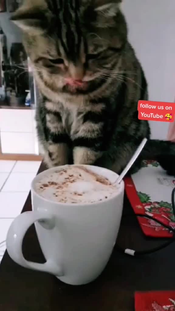  ........Petslife  'recent videos' 