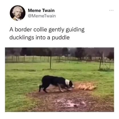  ....sdogs   'recent posts' 