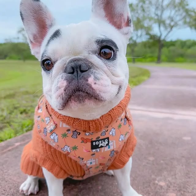  ..........ldog.owners   'recent posts' 