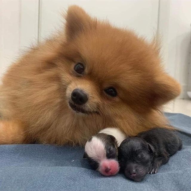  ....ddogs   'recent posts' 