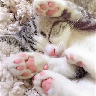 Hire Cats influencer with 538.3k followers on social