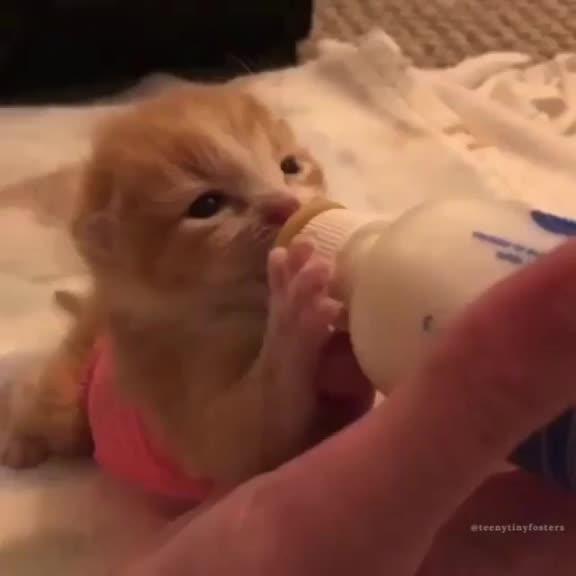  ......lecats  'recent videos' 