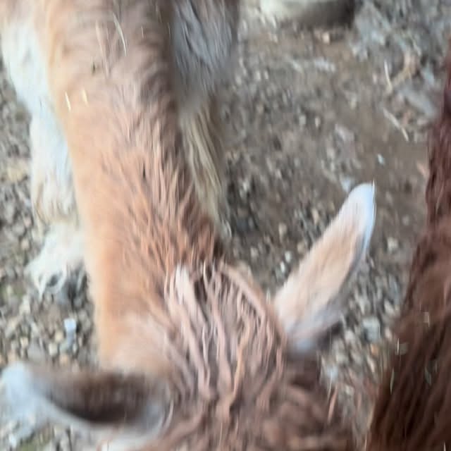  .....lpaca   'recent posts' 