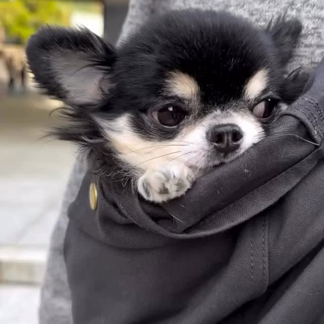  .......uapuppy   'recent posts' 
