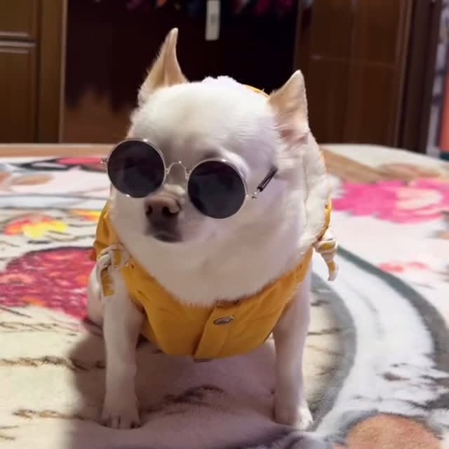  .......uapuppy   'recent posts' 