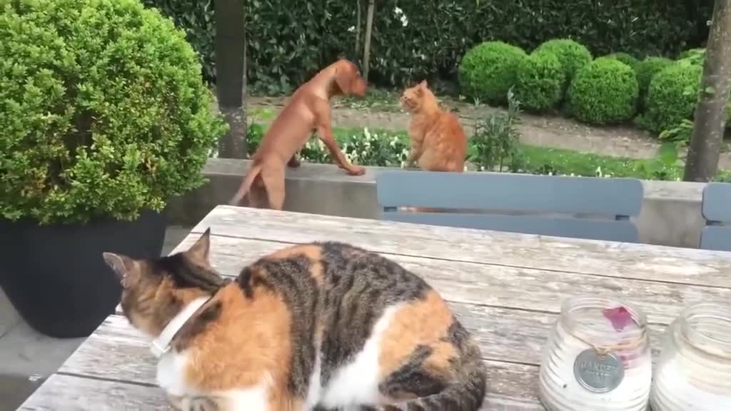  ........Petslife  'recent videos' 