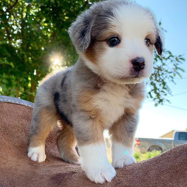 ....puppy   'recent posts' 