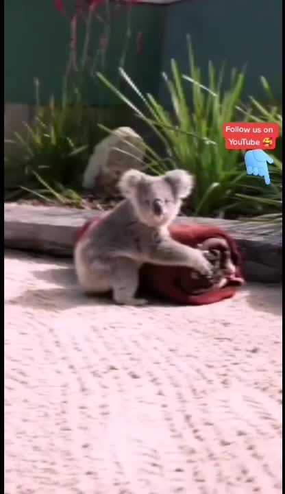  ........Petslife  'recent videos' 