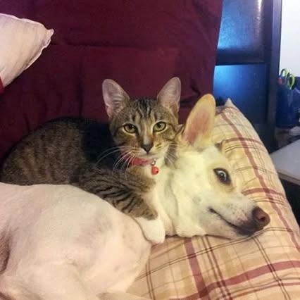  .....pawsz   'recent posts' 