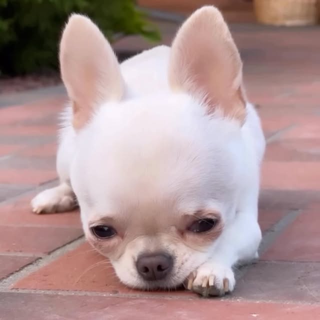  .......uapuppy   'recent posts' 