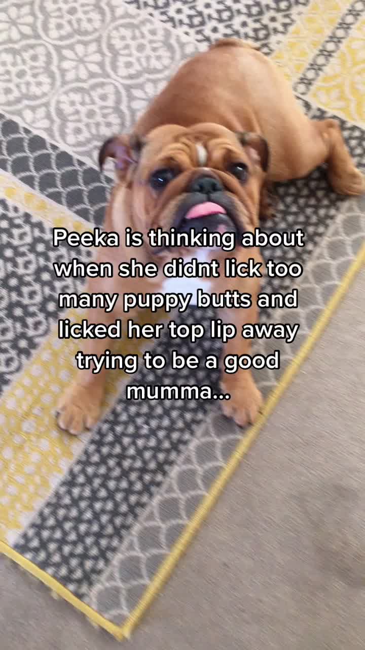  ..........._thebulldogs  'recent videos' 